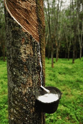 Hình ảnh của Cao Su Tự Nhiên